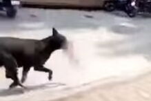 cão vadio, bebé, morto, Índia 