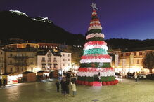 Árvore com 15 metros