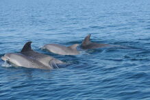 Nasceram três golfinhos no Sado em 2017