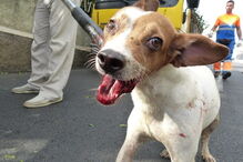 50 cães foram retirados de uma casa em Câmara de Lobos, na Madeira