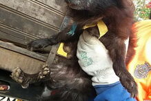 50 cães foram retirados de uma casa em Câmara de Lobos, na Madeira