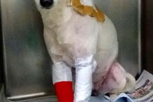 50 cães foram retirados de uma casa em Câmara de Lobos, na Madeira