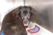 50 cães foram retirados de uma casa em Câmara de Lobos, na Madeira