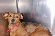 50 cães foram retirados de uma casa em Câmara de Lobos, na Madeira