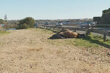 Homem colidiu com cavalos na EN 125