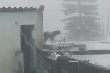 cão, preso, Brasil, maus tratos, chuva torrencial 