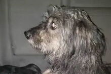 cão, preso, Brasil, maus tratos, chuva torrencial 