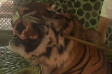 Tigre sofre maus tratos todos os dias para turistas poderem tirar foto