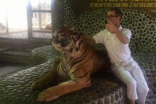 Tigre sofre maus tratos todos os dias para turistas poderem tirar foto