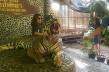 Tigre sofre maus tratos todos os dias para turistas poderem tirar foto