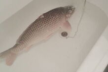 2017-12-23_17_06.26 Eslováquia - peixe frito.PNG