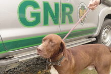 Cão foi encontrado pela GNR