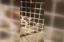 Foi aberta uma investigação às condições dos abrigos 