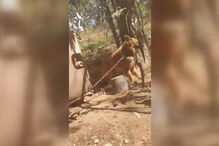 Foi aberta uma investigação às condições dos abrigos 