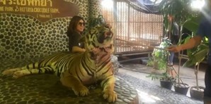 Tigre sofre maus tratos todos os dias para turistas poderem tirar foto