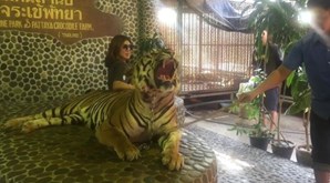 Tigre sofre maus tratos todos os dias para turistas poderem tirar foto