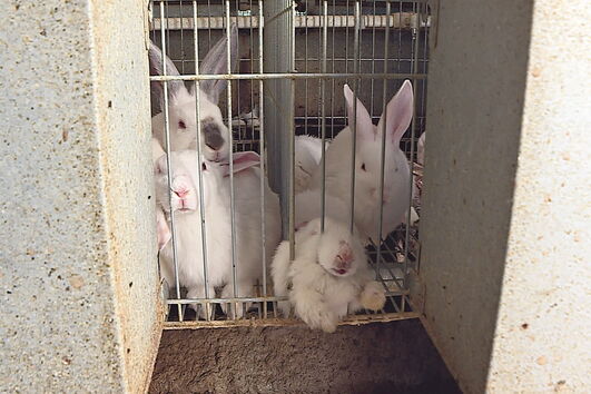 Cinco mil coelhos estiveram à fome