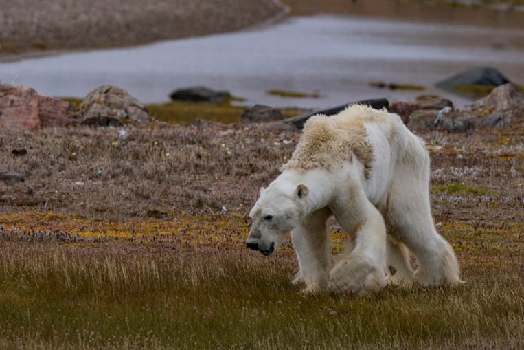 Ataque de urso polar: pensei que era o fim