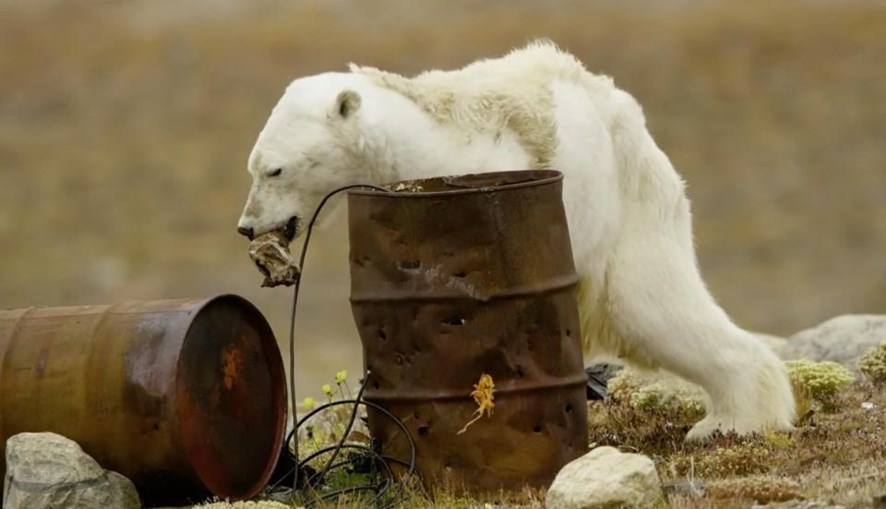 Ataque de urso polar: pensei que era o fim