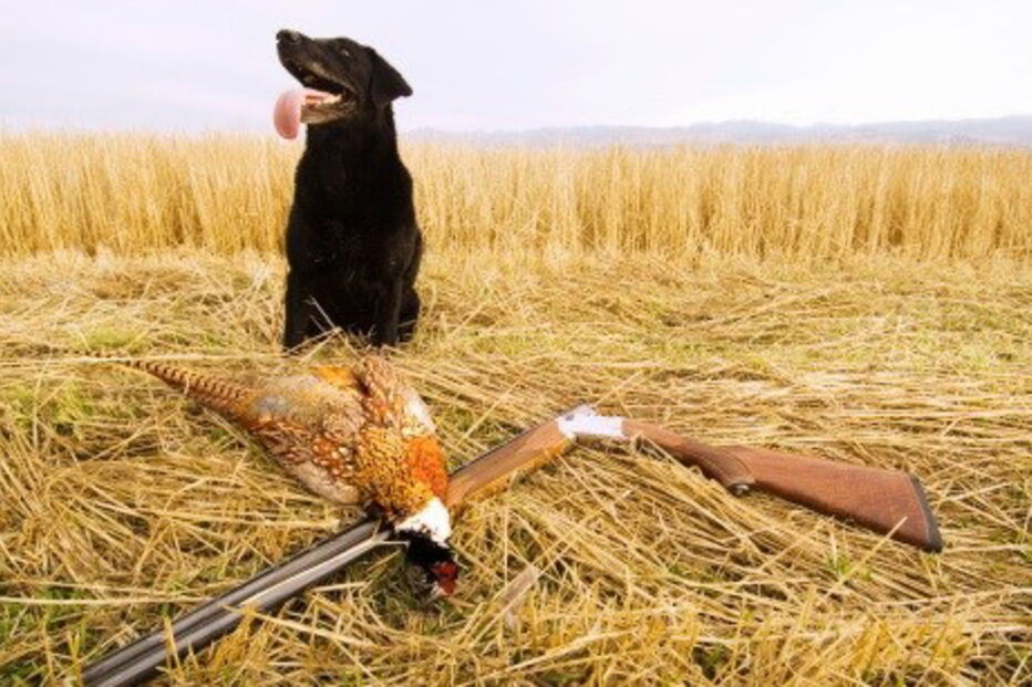 Cão disparou arma por acidente