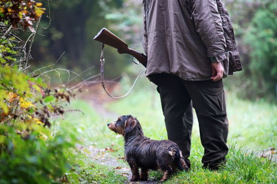 Cão disparou arma por acidente