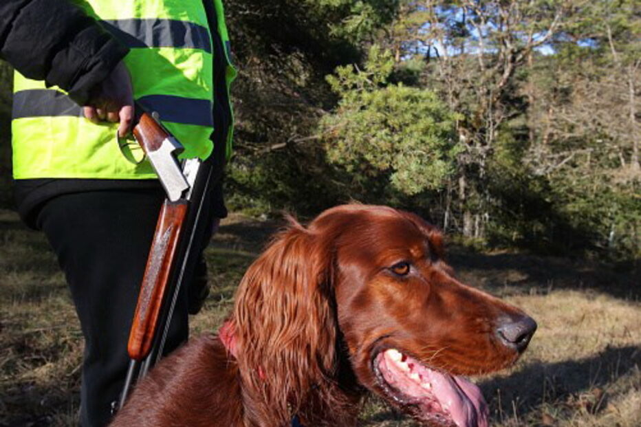 Cão disparou arma por acidente