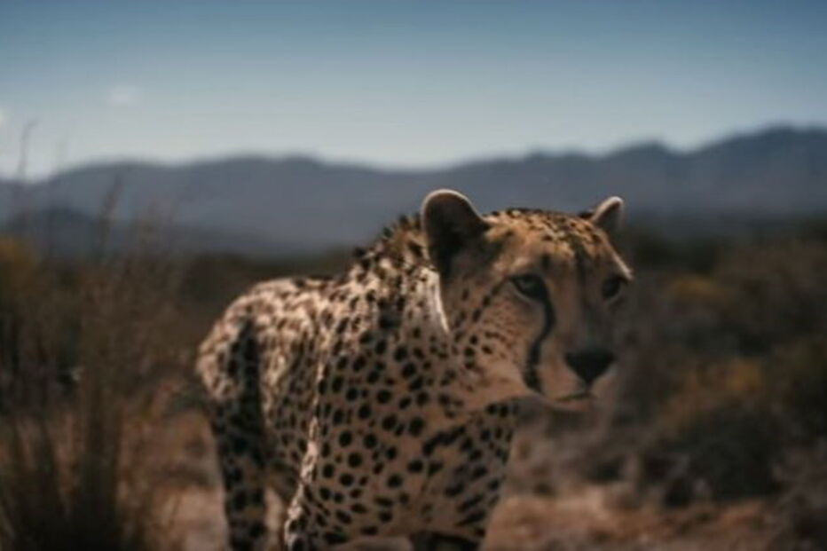 Chita, Fórmula E, Jean-Eric Vergne, África do Sul 