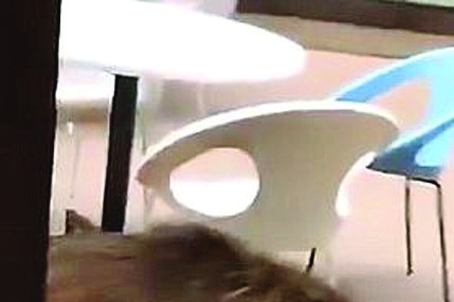 Javalis selvagens invadem escola