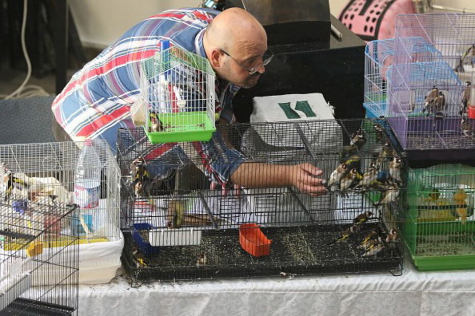 animais, aves, espécies protegidas, Braga