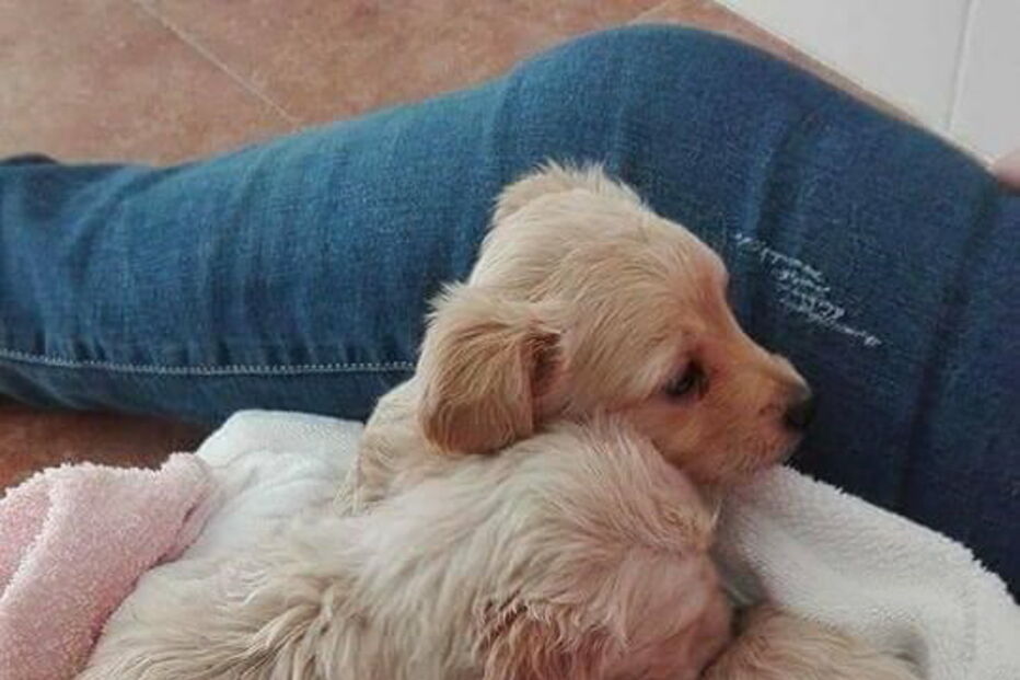 Seis cachorros foram abandonados dentro de uma caixa de cartão