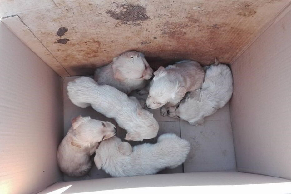 Seis cachorros foram abandonados dentro de uma caixa de cartão