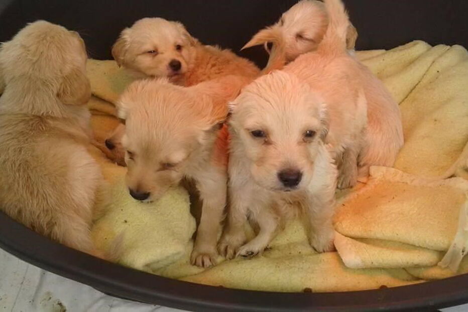 Seis cachorros foram abandonados dentro de uma caixa de cartão