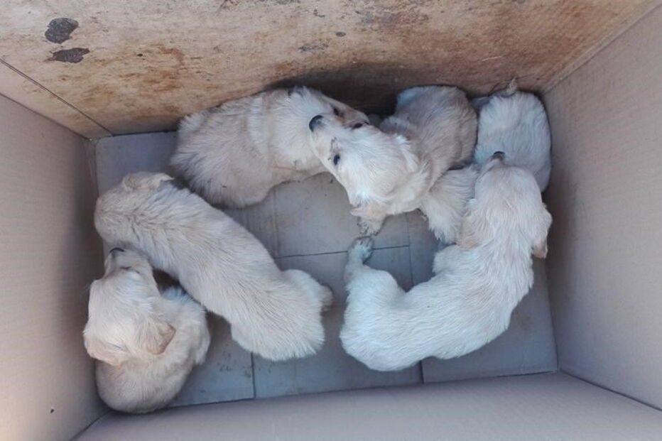 Seis cachorros foram abandonados dentro de uma caixa de cartão