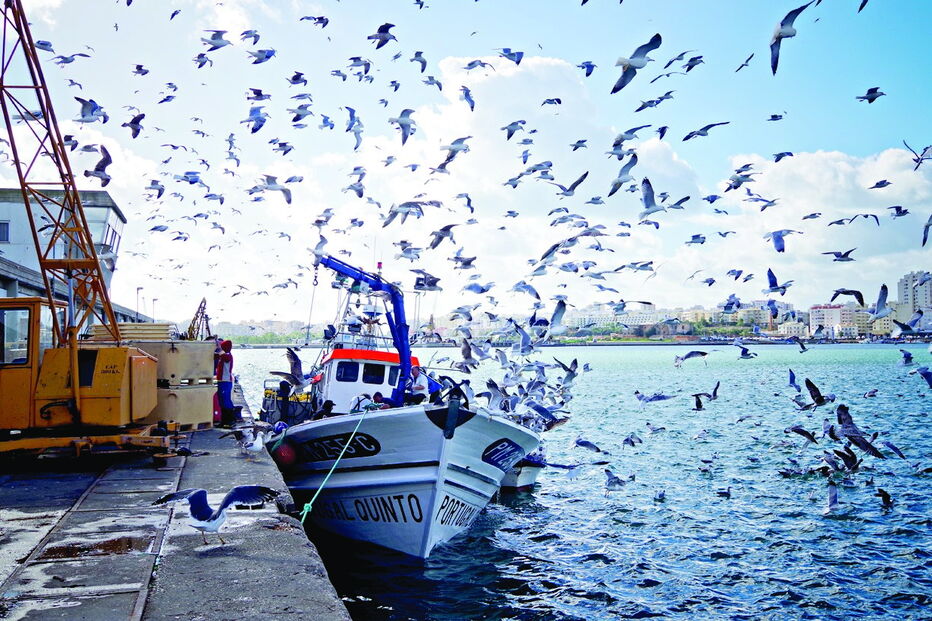 Gaivotas alimentam-se de qualquer tipo de peixe e resíduos sólidos urbanos deixados fora dos contentores