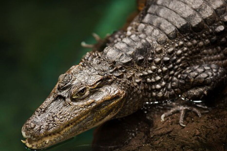 Crocodilo