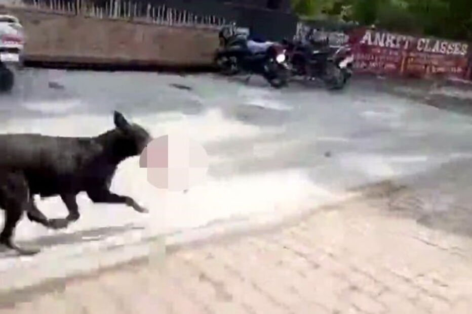 cão vadio, bebé, morto, Índia 