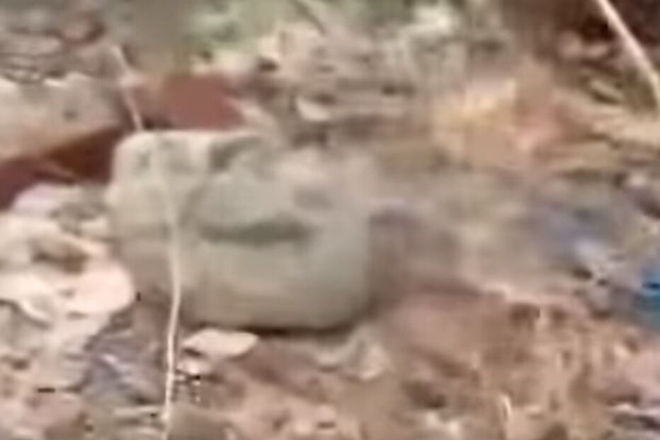 cão vadio, bebé, morto, Índia 