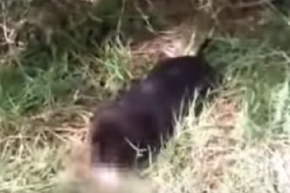 cão vadio, bebé, morto, Índia 