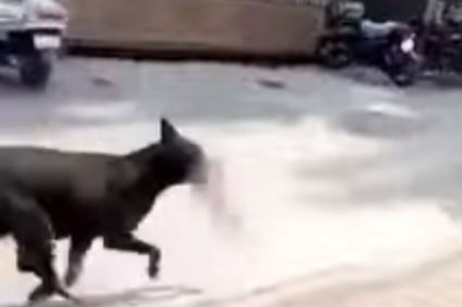 cão vadio, bebé, morto, Índia 