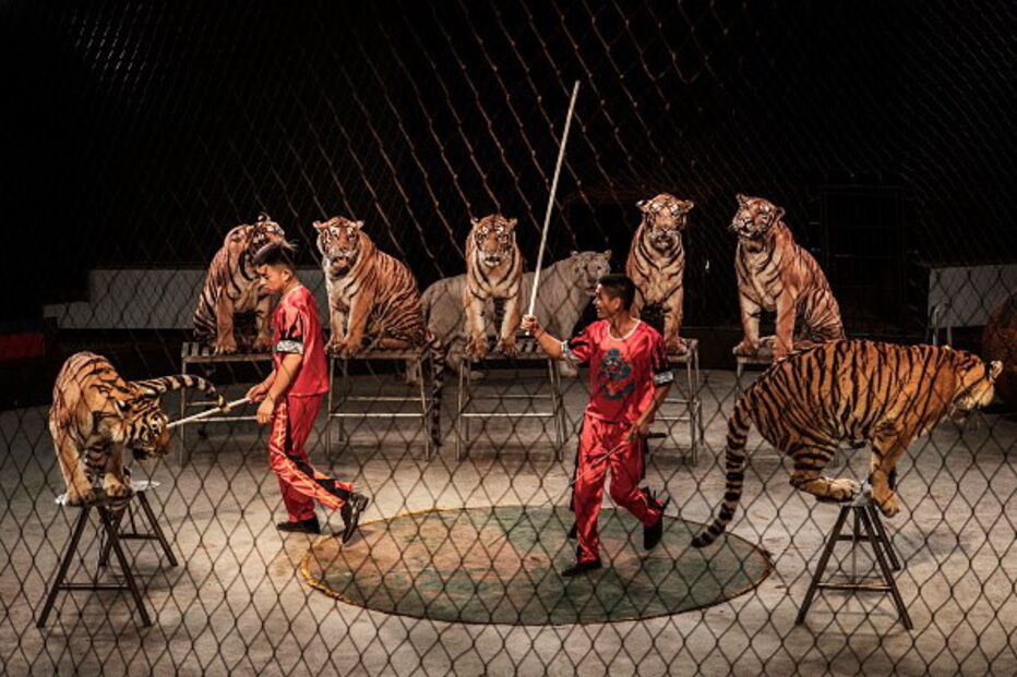 Animais nos circos