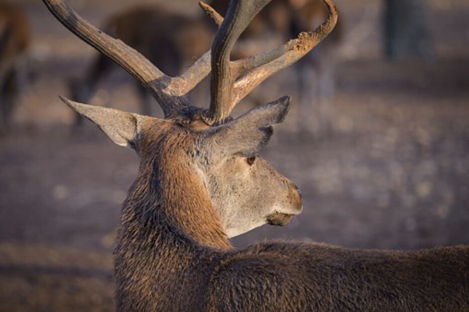 veado, animal, Viana do Alentejo, Alcáçovas