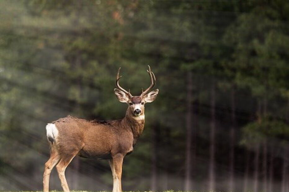 veado, animal, Viana do Alentejo, Alcáçovas