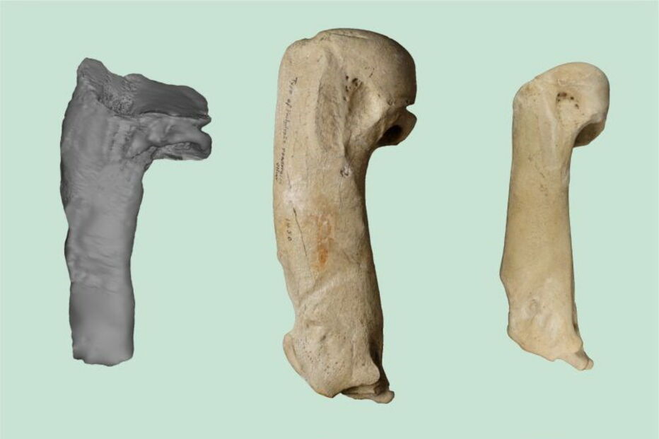 Pinguim media 1,65 metros em pé e pesava cerca de cem quilogramas