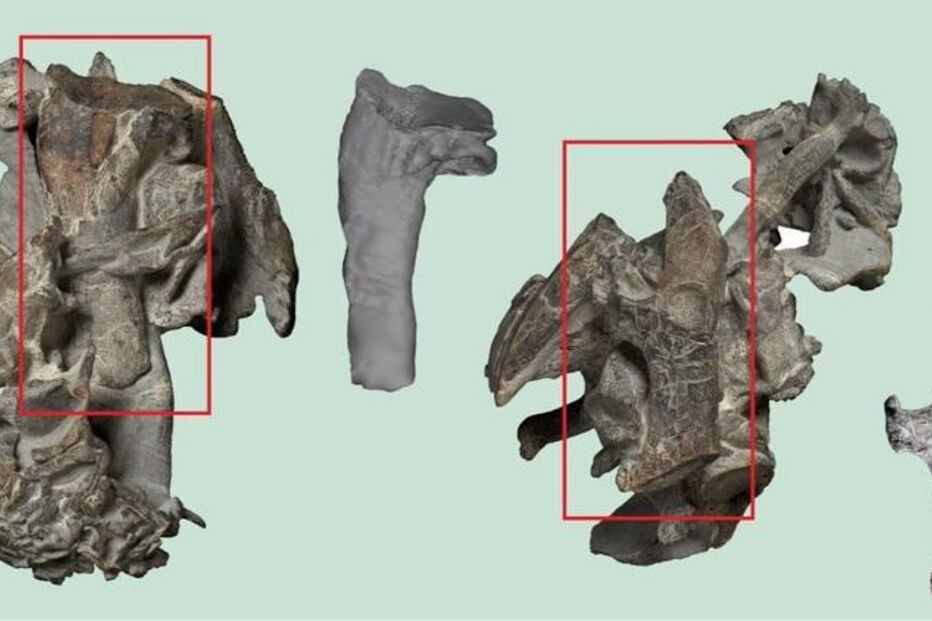 Pinguim media 1,65 metros em pé e pesava cerca de cem quilogramas