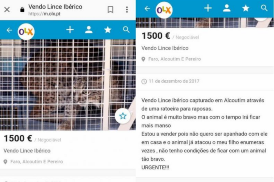 Lince à venda no OLX