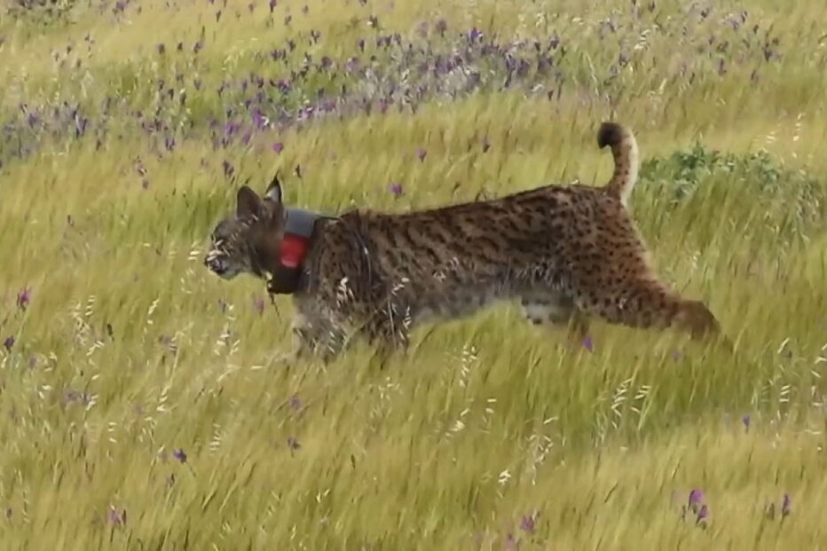 2017-12-15_11_44.28 16 - GNR lince iberico.jpg