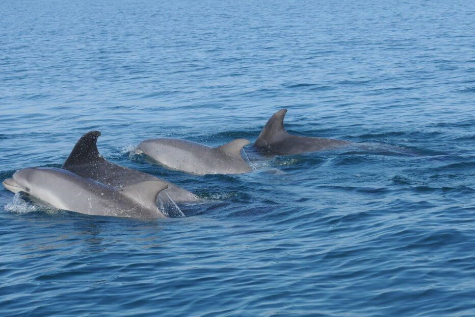 Nasceram três golfinhos no Sado em 2017