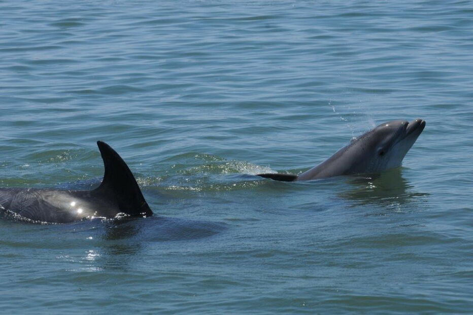 Nasceram três golfinhos no Sado em 2017