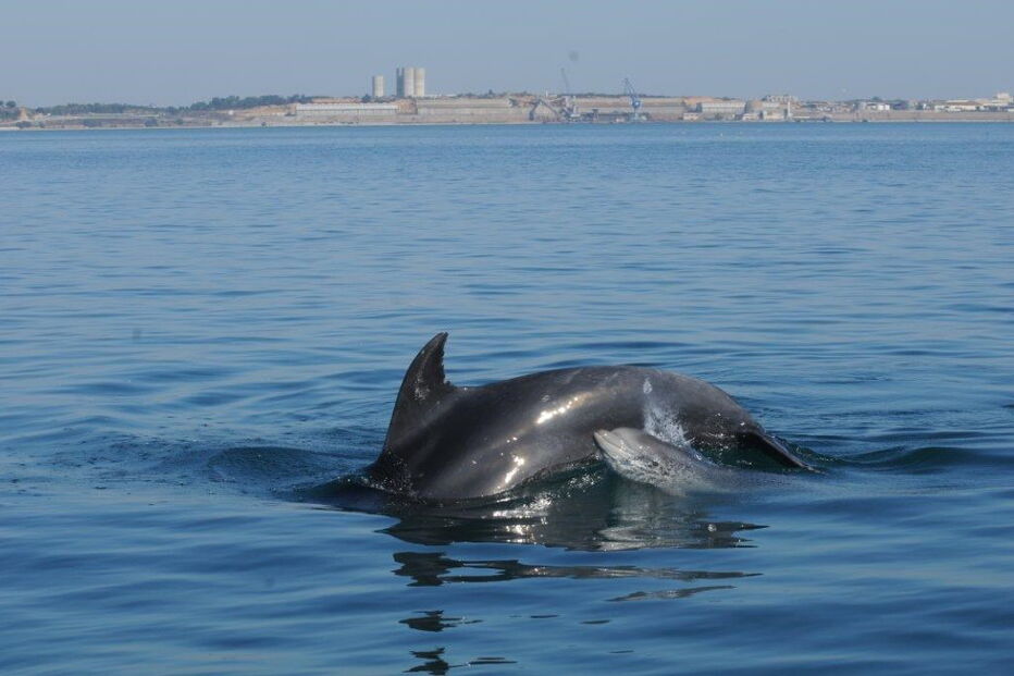 Nasceram três golfinhos no Sado em 2017