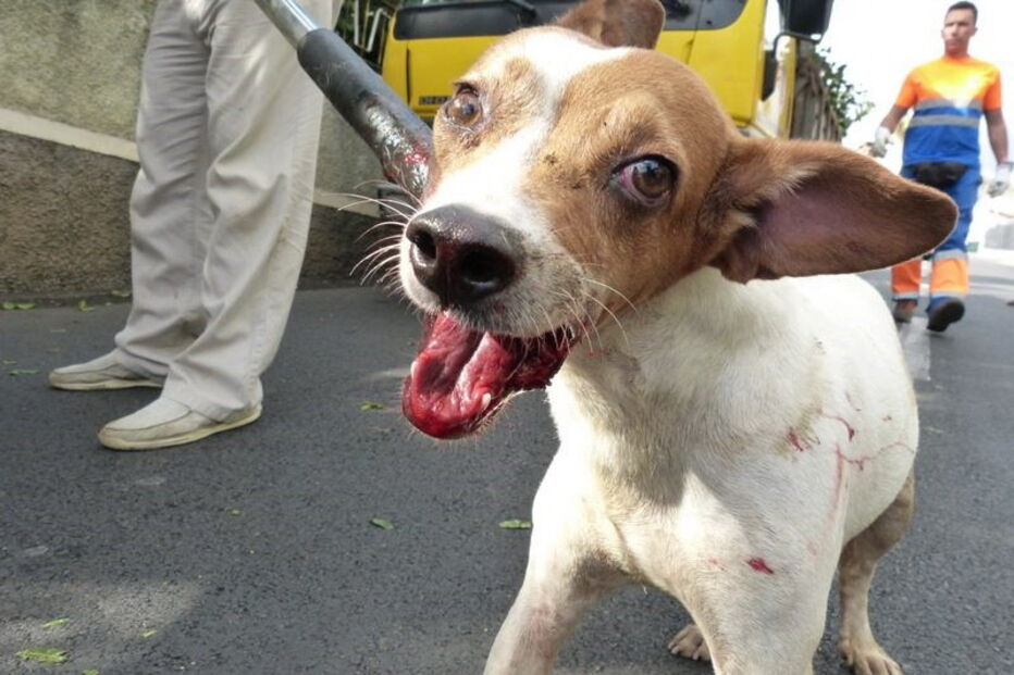 50 cães foram retirados de uma casa em Câmara de Lobos, na Madeira